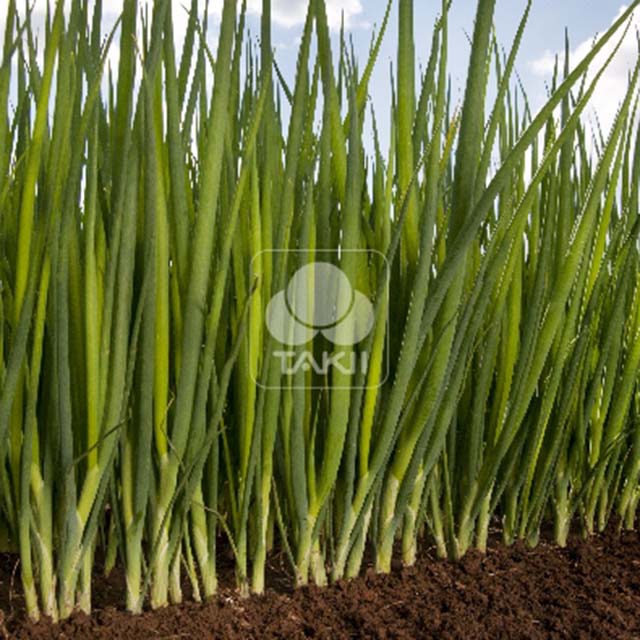 Allium fistulosum Feast