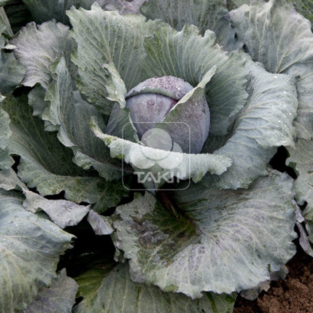 Red Cabbage Pretino F1 Fine Webbing
