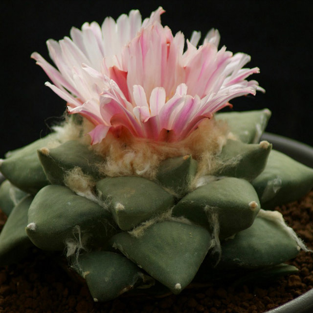 Ariocarpus retusus