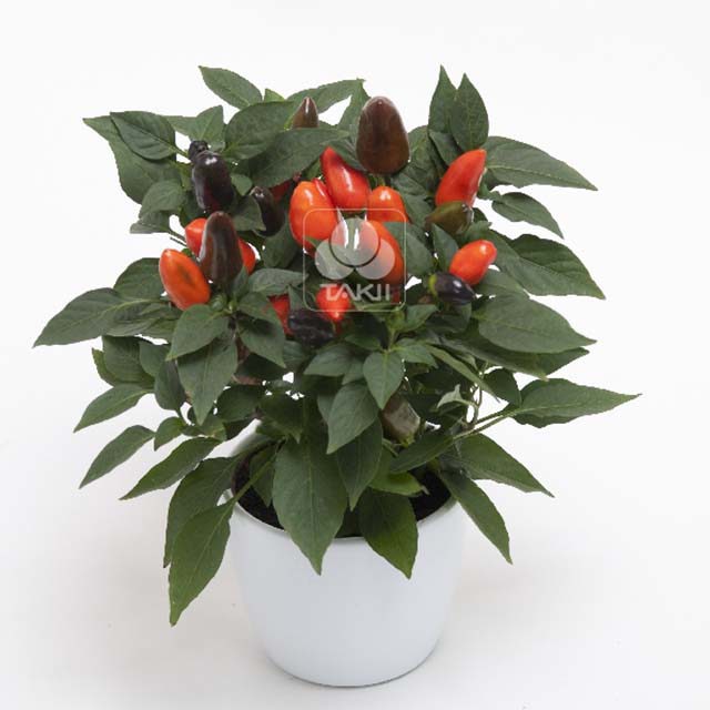Capsicum cubana Deep Orange Sudden Leaf Drop
