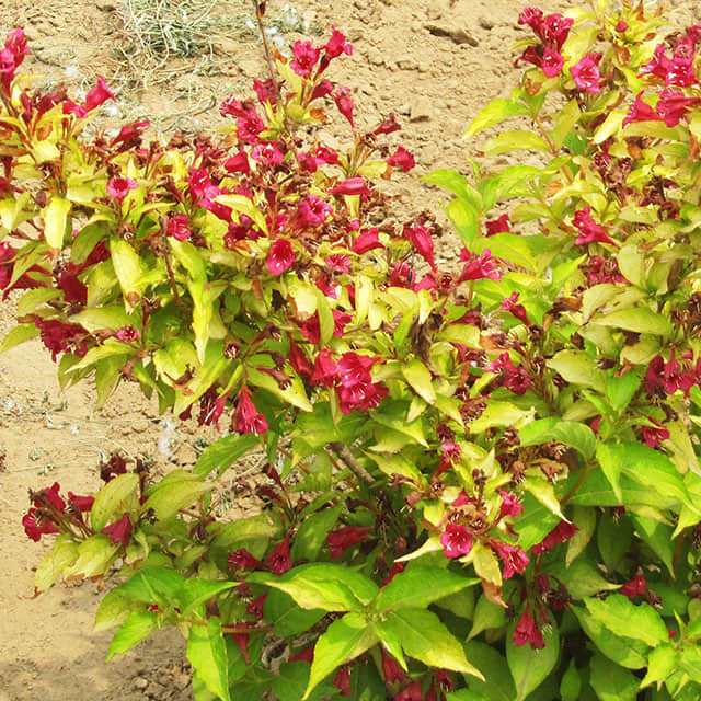 Weigela florida Red Prince Leggy Stems