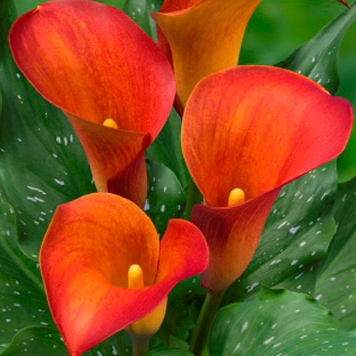 Zantedeschia Captain Trinity