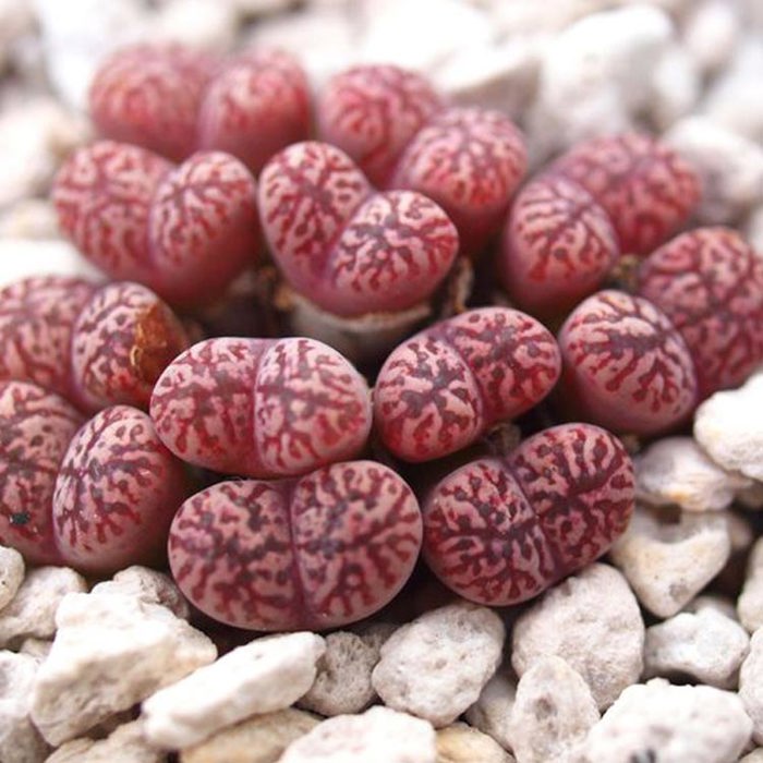 Conophytum pellucidum