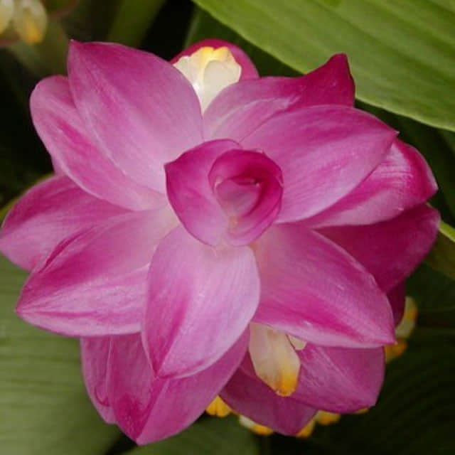 Curcuma alismifolia Carara