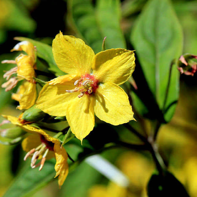 Lysimachia ciliata