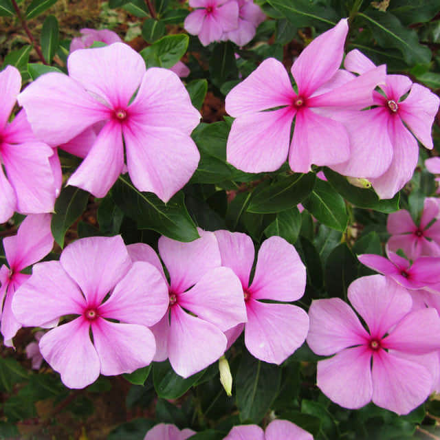 Catharanthus roseus