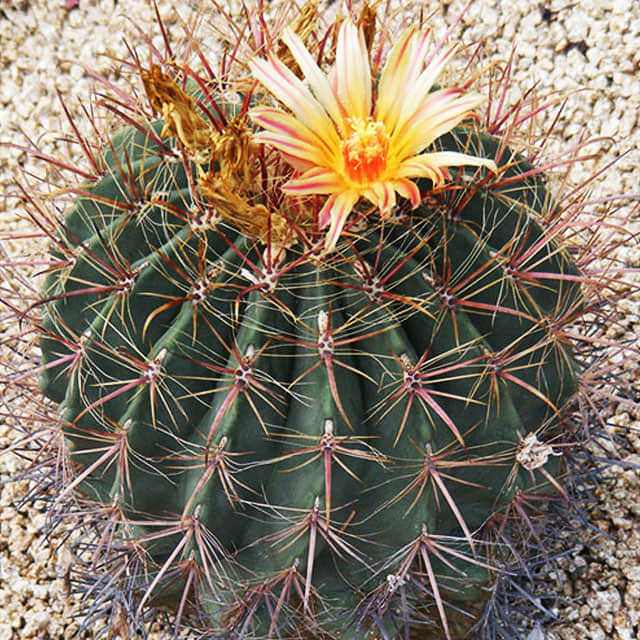 Ferocactus latispinus