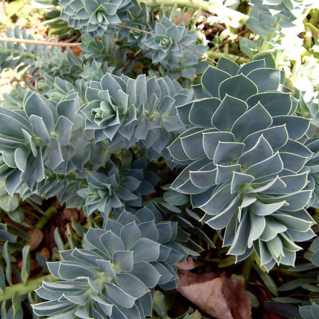 Euphorbia myrsinites Sticky Leaves