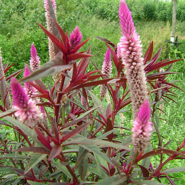 Celosia argentea