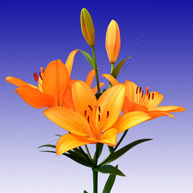 Lilium LA Hybrid Orange Tycoon