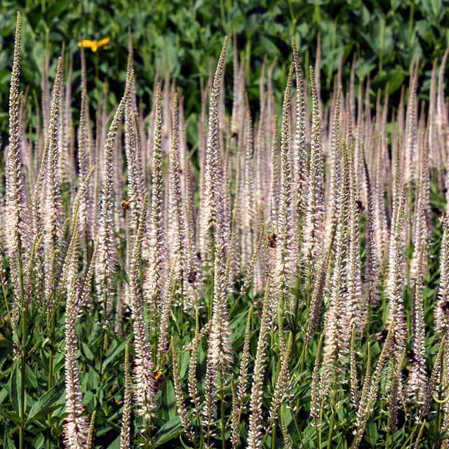 Veronicastrum virginicum