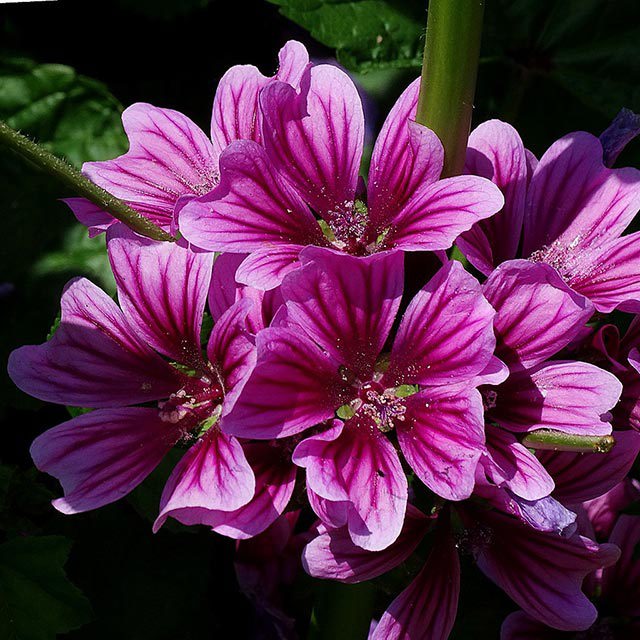 Malva sinensis