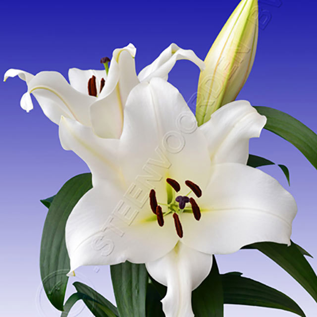 Lilium Villa Blanca Sudden Leaf Drop