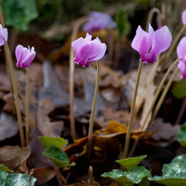 Cyclamen neapolitanum