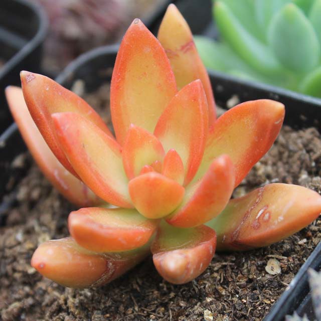 Graptosedum California Sunset
