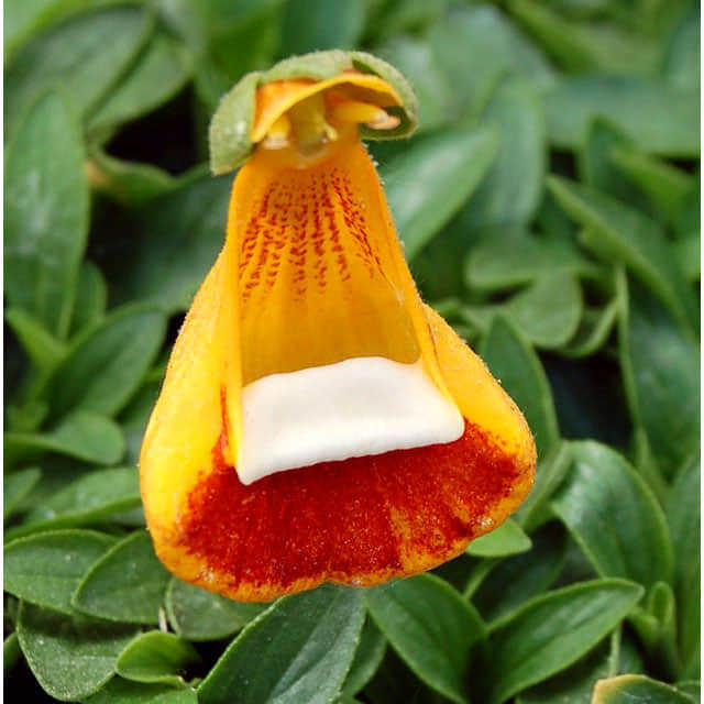 Calceolaria darwinii