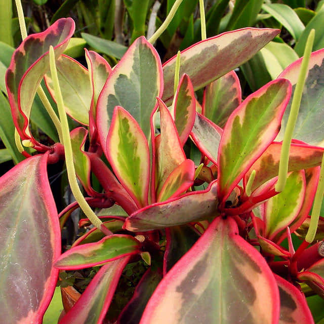 Peperomia clusiifolia Variegata