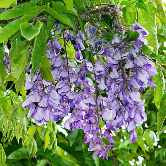 Wisteria sinensis Sims