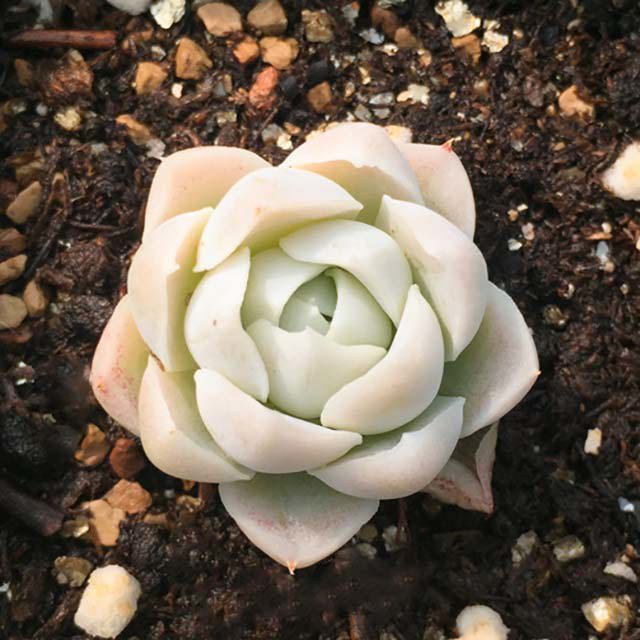 Echeveria elegans Alba Sticky Leaves