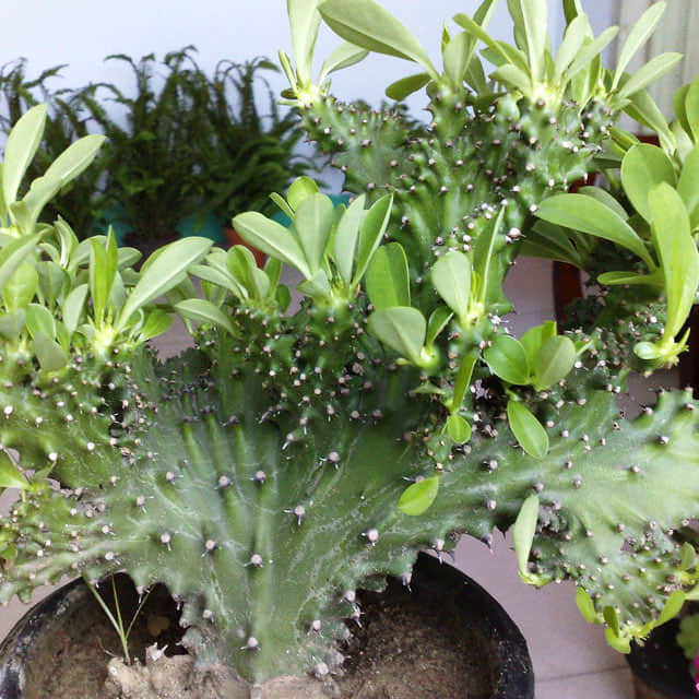 Euphorbia neriifolia cristata White Cottony Spots