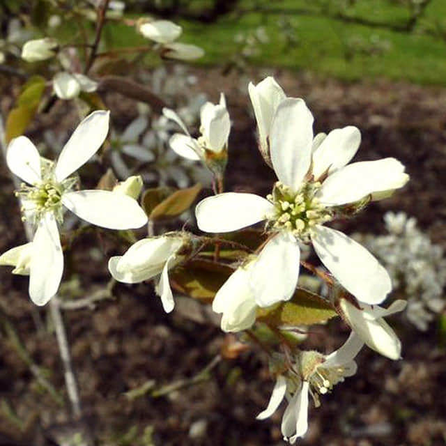 Amelanchier laevis