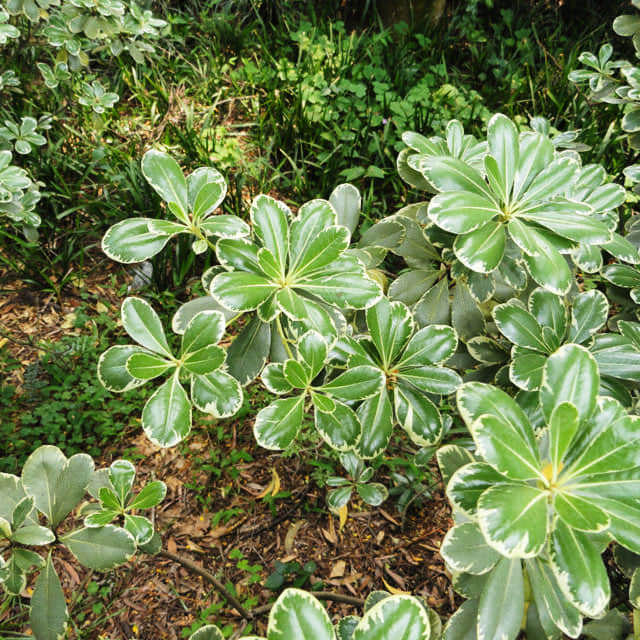 Pittosporum tobira Variegata