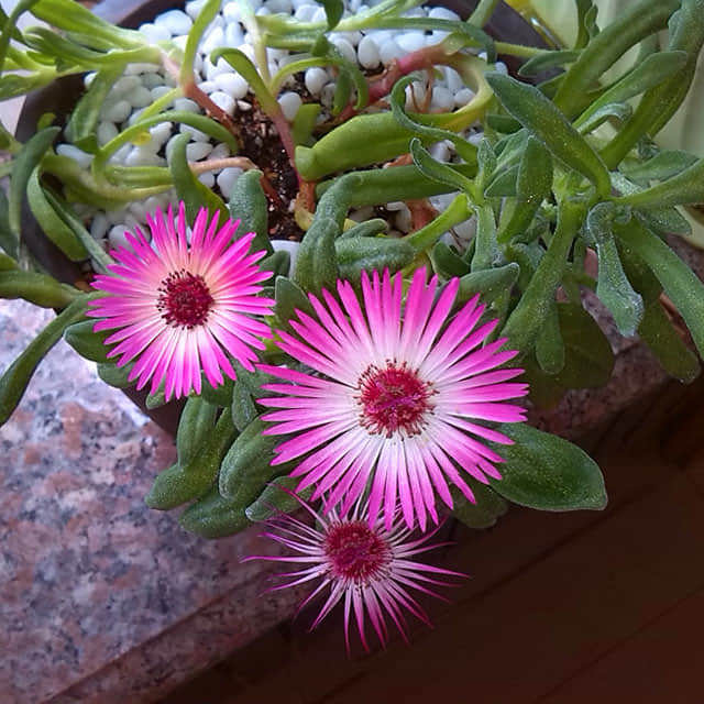 Delosperma