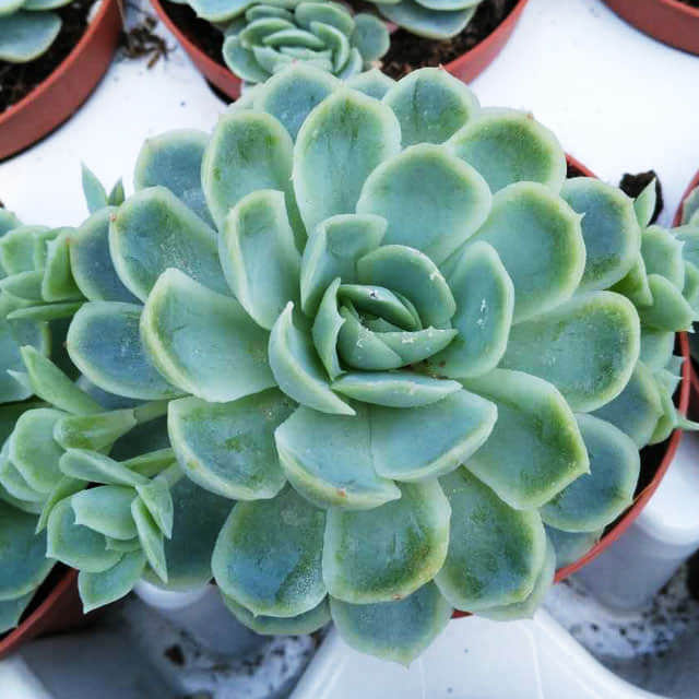 Echeveria Raspberry Ice Yellow Leaves