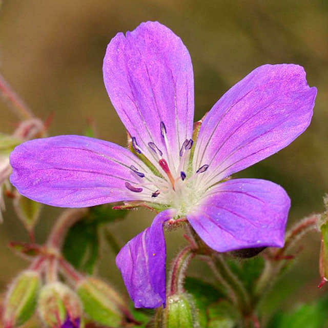 Geranium sylvaticum Macchie bianche cotonose