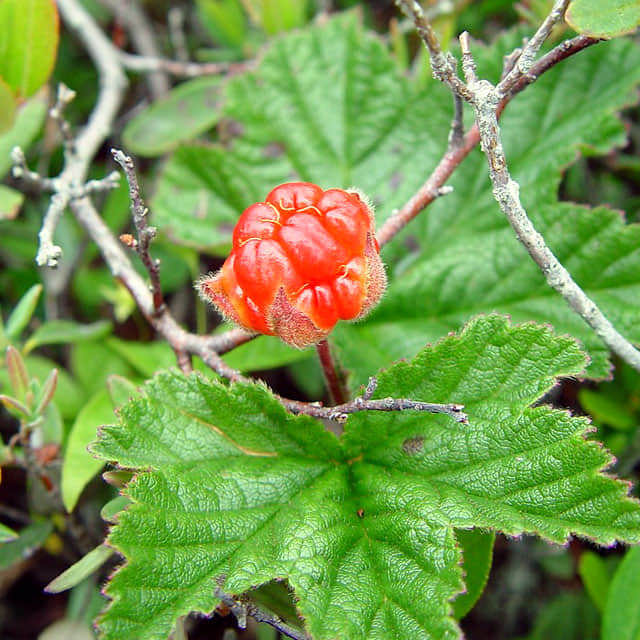 Rubus chamaemorus