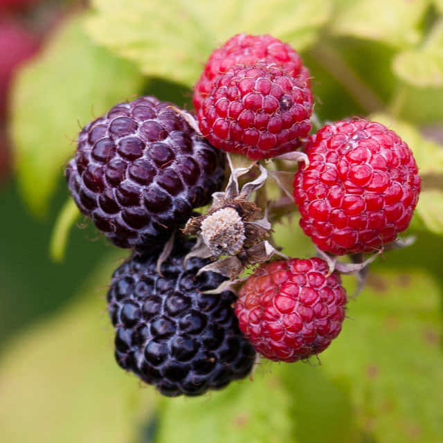 Rubus loganobaccus