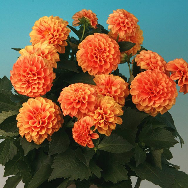 Dahlia Palm Beach Drooping Leaves