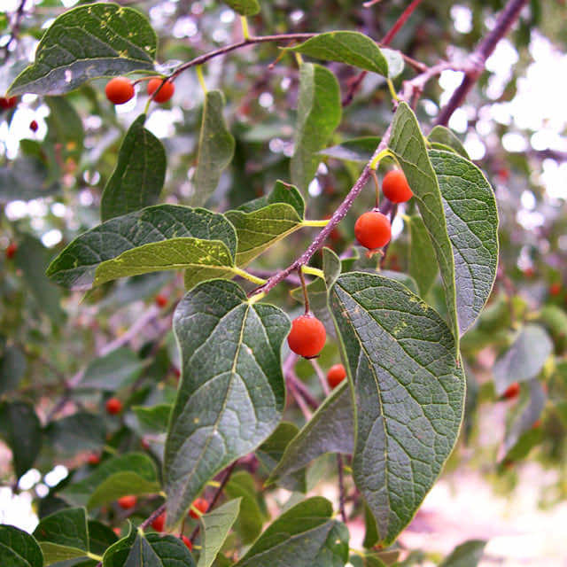 Celtis reticulata