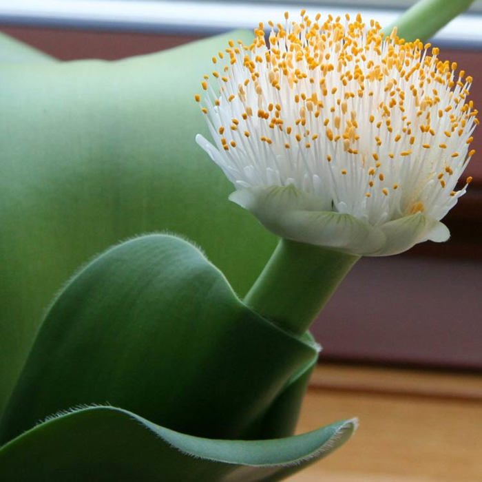 Haemanthus albiflorus
