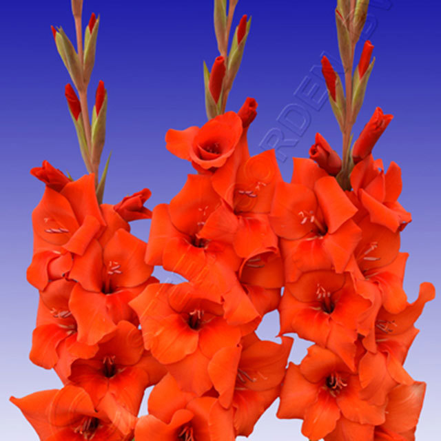 Gladiolus Manhattan