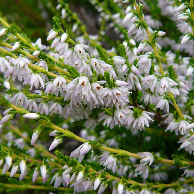 Calluna vulgaris