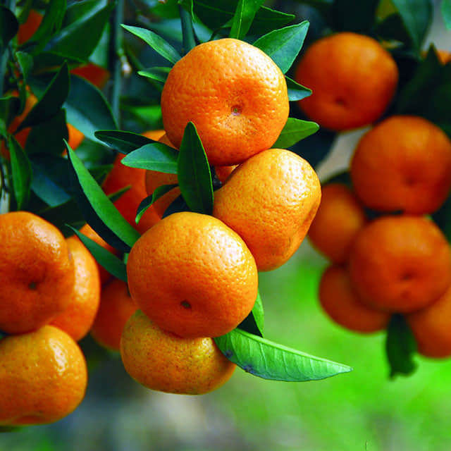 Citrus reticulata Leggy Stems