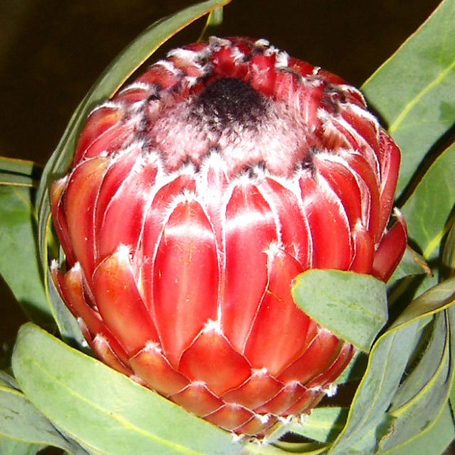 Protea Sheila