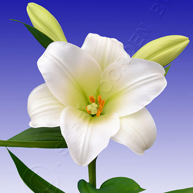 Lilium Oriental Hybrid Whats Up