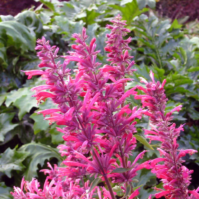 Agastache mexicana
