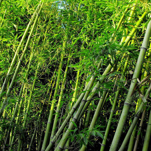 Phyllostachys