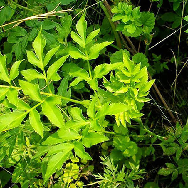 Oenanthe javanica