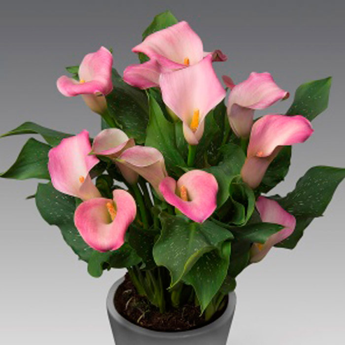 Zantedeschia Captain Marrero Brown Leaf Tips