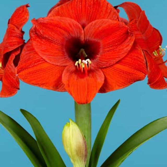 Hippeastrum Olaf Tiny Black Flies