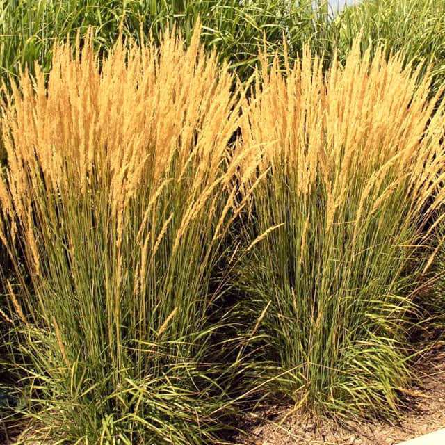 Calamagrostis x acutiflora Karl Foerster