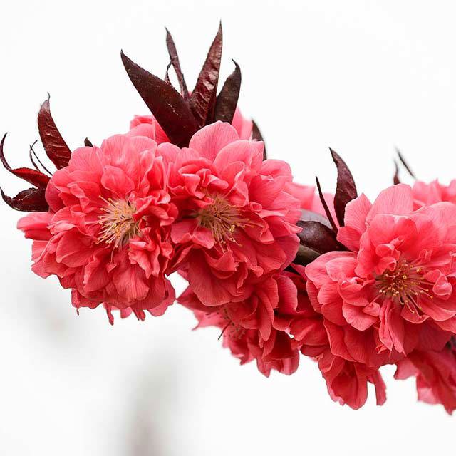 Prunus persica Atropurpurea