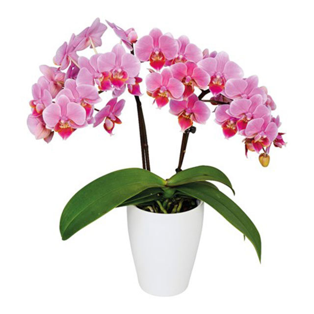 Phalaenopsis Luzern