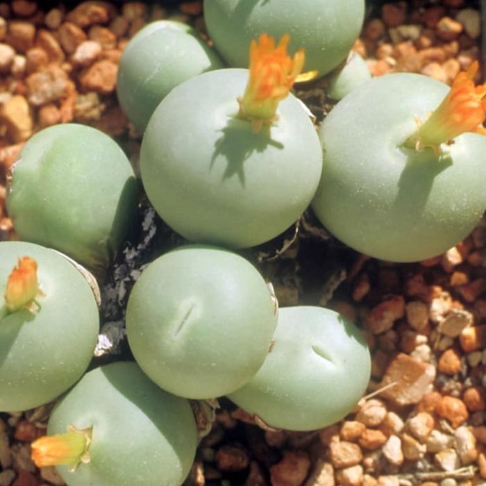 Conophytum calculus