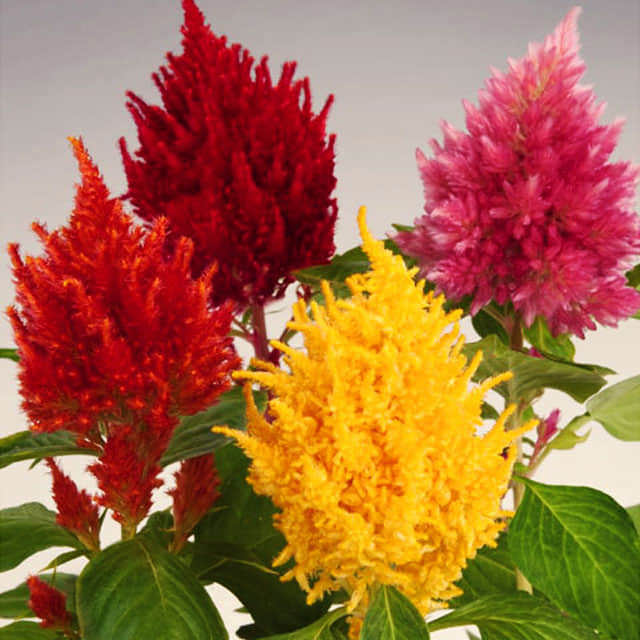 Celosia plumosa