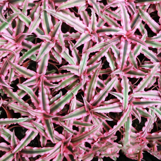 Cryptanthus